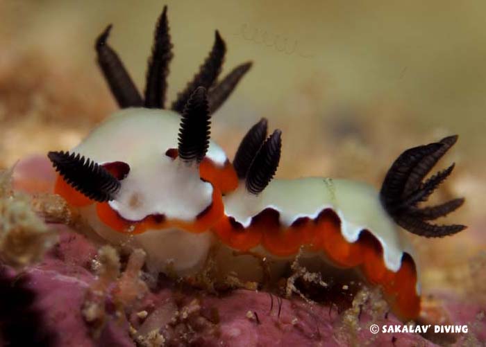 Stages photo et vidéo sous marine à Nosy Be